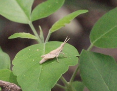 Orthoptera
