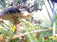 Leccinum scabrum