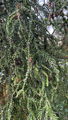 Cryptomeria japonica