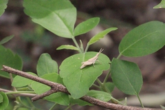 Orthoptera