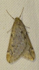 Alsophila aescularia
