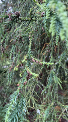 Dacrydium cupressinum