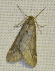 Alsophila aescularia