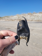 Rostroraja eglanteria