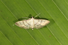 Blepharomastix zethealis
