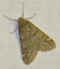 Alsophila aescularia