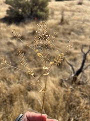 Lepidium perfoliatum