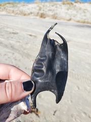 Rostroraja eglanteria