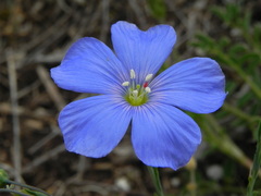 Linum perenne