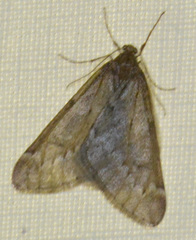 Alsophila aescularia