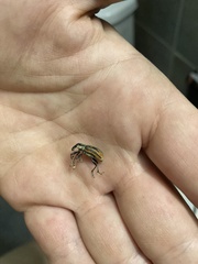 Diaprepes abbreviatus