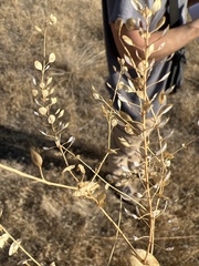 Lepidium perfoliatum