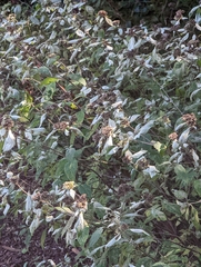 Pycnanthemum incanum