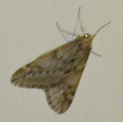 Alsophila aescularia