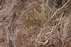 Gnidia juniperifolia