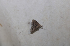 Phalaenostola larentioides