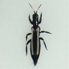 Aeolothrips
