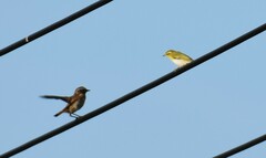 Phylloscopus sibilatrix