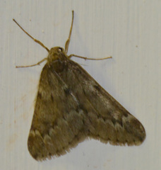 Alsophila aescularia
