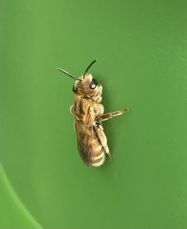 Golden Furrow Bee