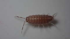 Porcellionides pruinosus