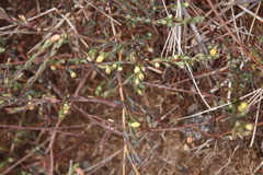 Gnidia juniperifolia