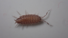 Porcellionides pruinosus