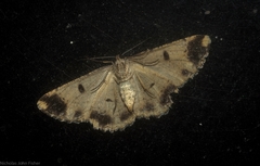 Scioglyptis chionomera