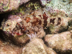 Scorpaena maderensis