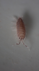 Porcellionides pruinosus