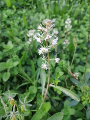 Reseda phyteuma
