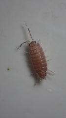 Porcellionides pruinosus