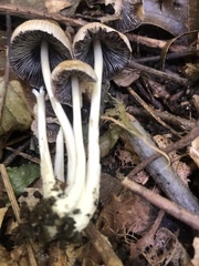 Coprinellus micaceus