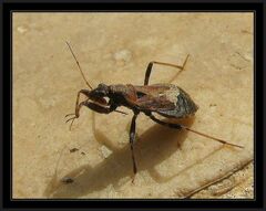 Himacerus mirmicoides