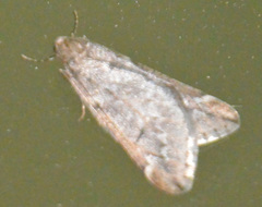 Alsophila aescularia