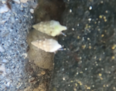 Clibanarius tricolor