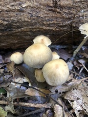 Coprinellus micaceus