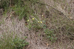 Oxalis pes-caprae pes-caprae
