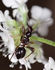 Himacerus mirmicoides