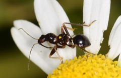 Himacerus mirmicoides