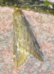Alsophila aescularia