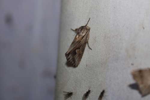 Gray Half-Spot photo 6