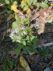 Symphyotrichum lateriflorum