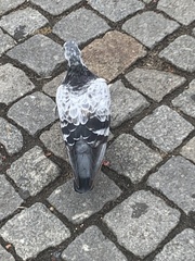 Columba livia domestica