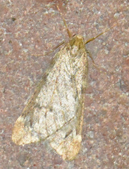 Alsophila aescularia