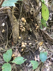 Coprinellus micaceus
