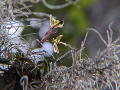 Epidendrum conopseum