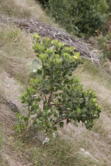 Osteospermum moniliferum