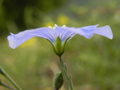 Linum perenne