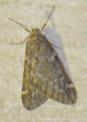 Alsophila aescularia